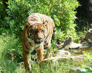 Patrick McCormack Tiger Consumer