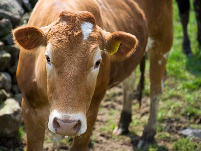 15 Countries that Export the Most Beef in the World - Vimarsana News